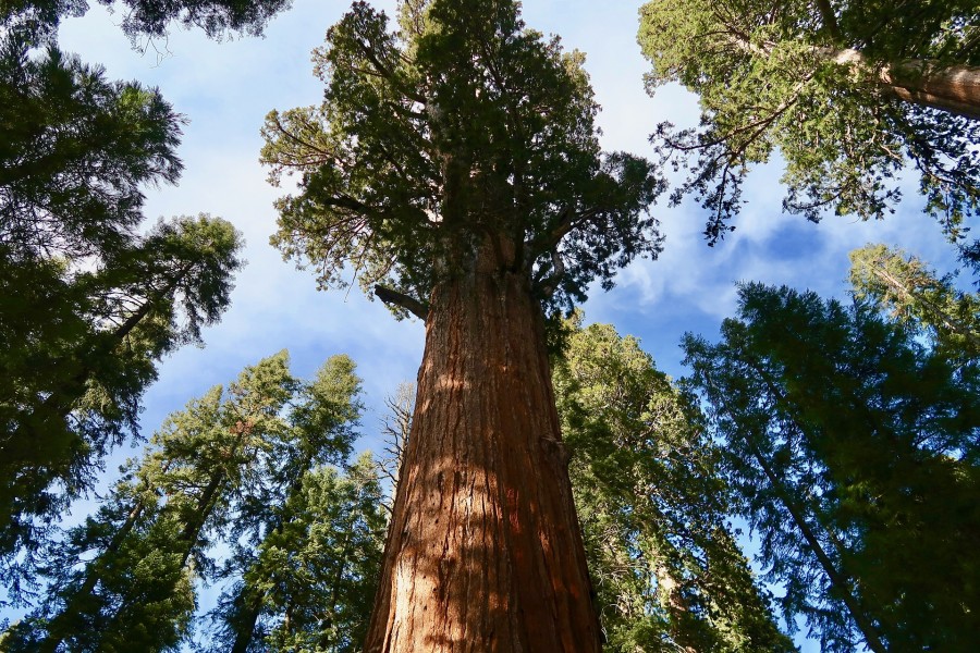 Малопосещаемая роща секвой в Йосемити: Tuolumne Grove Малопосещаемая роща секвой в Йосемити: Tuolumne Grove