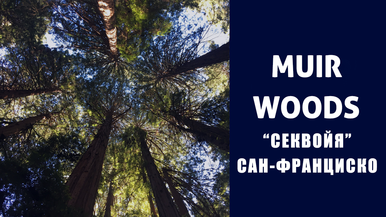 Muir Woods: самый удивительный лес в мире!