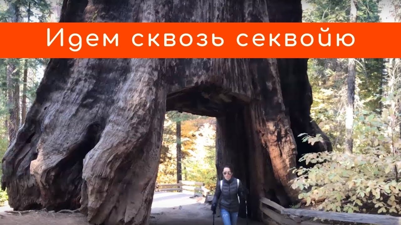 Секвойи в Йосемити: малоизвестная роща Туолэми (Tuolumne Grove) Секвойи в Йосемити: малоизвестная роща Туолэми (Tuolumne Grove)