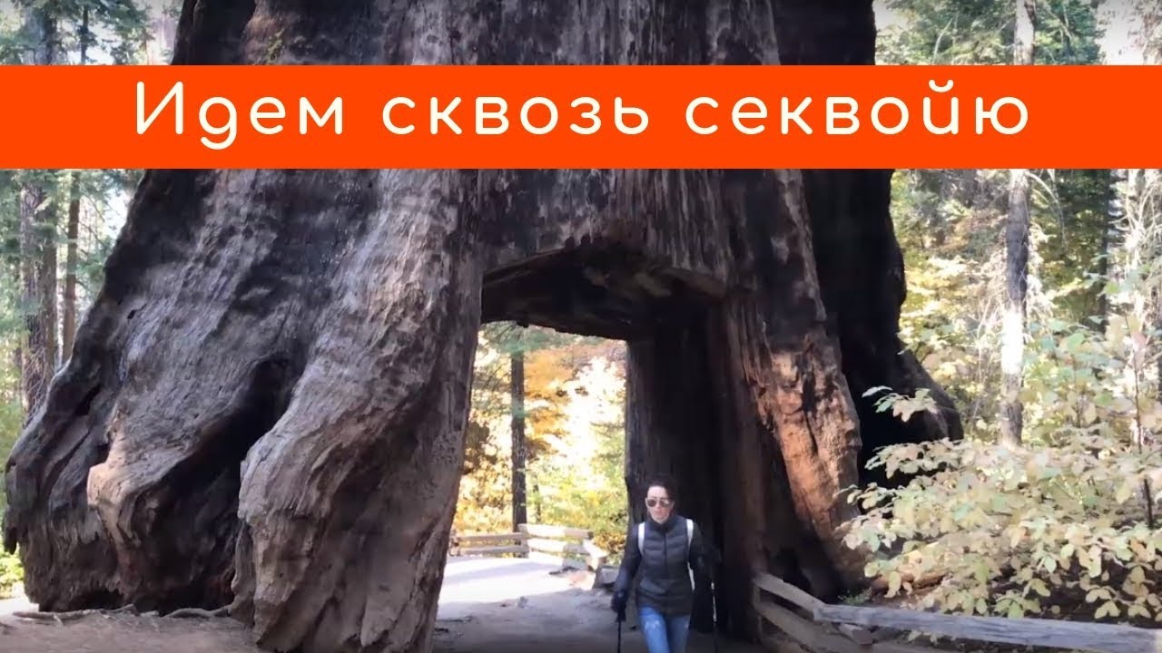 Секвойи в Йосемити: малоизвестная роща Туолэми (Tuolumne Grove)