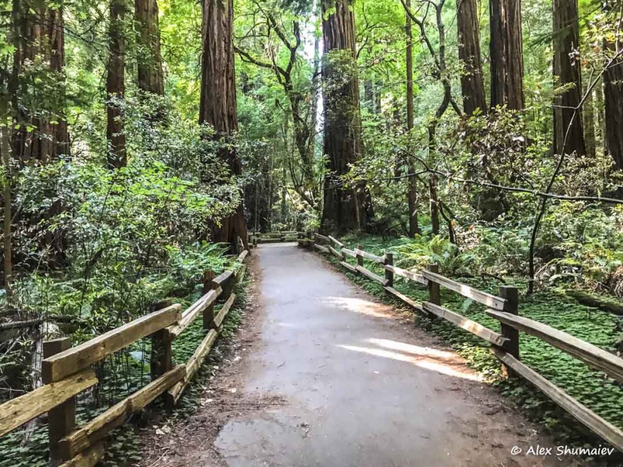 Muir Woods - сказка около Сан-Франциско Muir Woods - сказка около Сан-Франциско