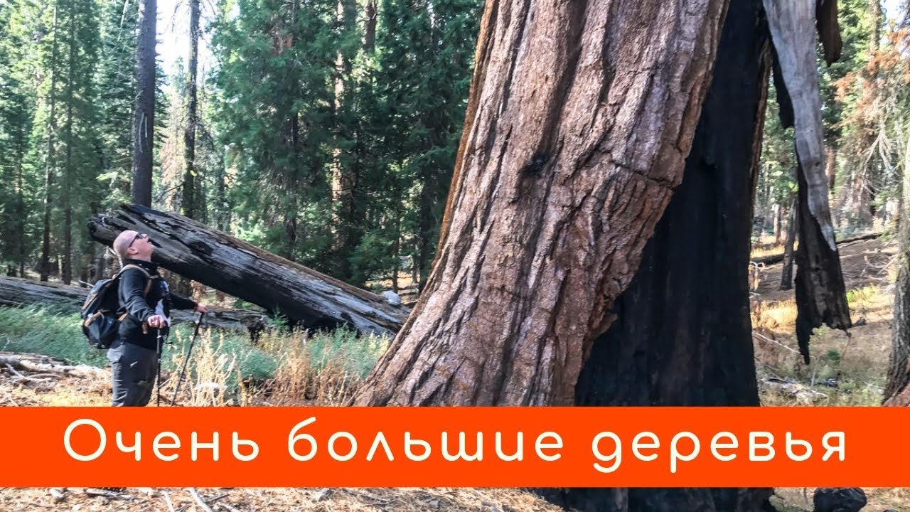 Секвойи рощи Марипоса в Йосемити / круче чем Гигантский лес Секвойи рощи Марипоса в Йосемити / круче чем Гигантский лес
