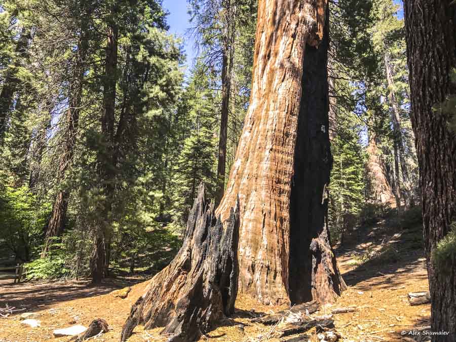 10-sequoia-general-grant-odna-iz-zhemchuzhin-na-territorii-parka-kings-canyon.jpg 10-sequoia-general-grant-odna-iz-zhemchuzhin-na-territorii-parka-kings-canyon.jpg