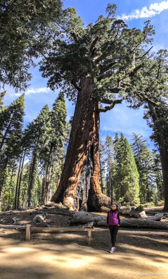 11-puteshestviye-v-stranu-velikanov-500-sekvoy-roshchi-mariposa-v-yosemiti.jpg