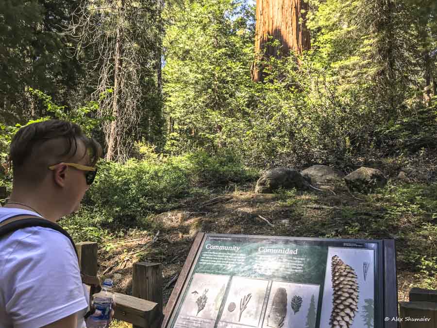 11-sequoia-general-grant-odna-iz-zhemchuzhin-na-territorii-parka-kings-canyon.jpg 11-sequoia-general-grant-odna-iz-zhemchuzhin-na-territorii-parka-kings-canyon.jpg