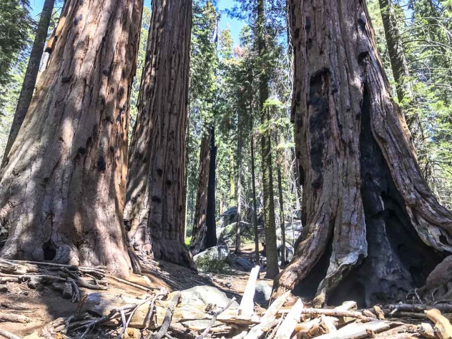 12-gigantskiy-les-sequoia-general-sherman-i-tropa.jpg 12-gigantskiy-les-sequoia-general-sherman-i-tropa.jpg