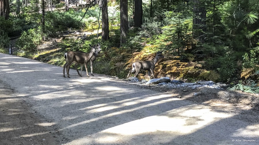 13-puteshestviye-v-stranu-velikanov-500-sekvoy-roshchi-mariposa-v-yosemiti.jpg