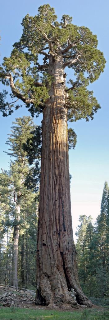 13-sequoia-general-grant-odna-iz-zhemchuzhin-na-territorii-parka-kings-canyon.jpg 13-sequoia-general-grant-odna-iz-zhemchuzhin-na-territorii-parka-kings-canyon.jpg