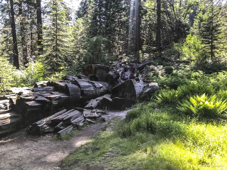 13-tropa-bolshogo-pnya-pamyatnik-chelovecheskomu-vandalizmu-i-zhestokosti-k-prirode.jpg