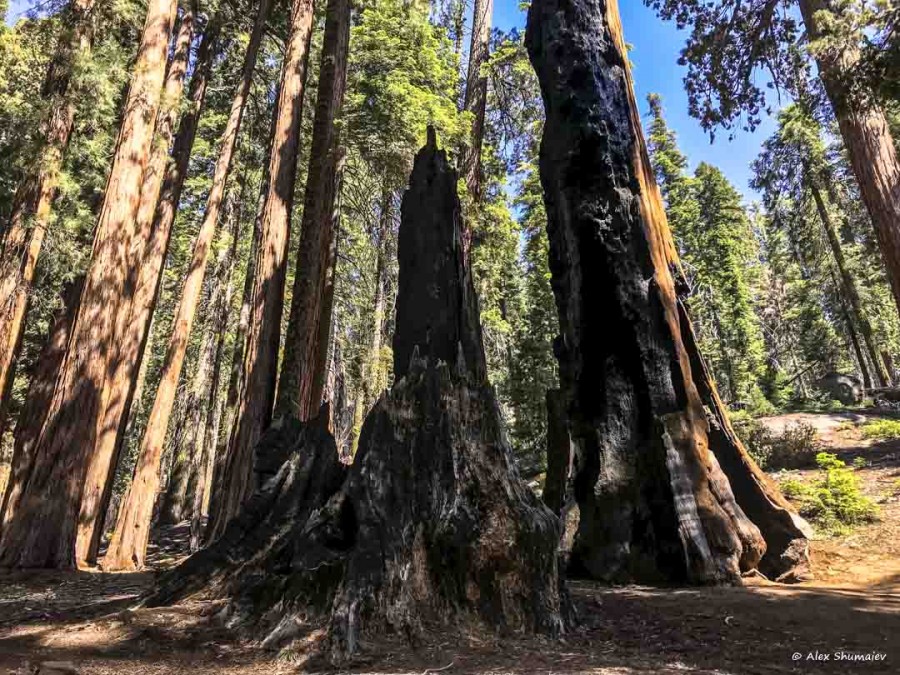 14-gigantskiy-les-sequoia-general-sherman-i-tropa.jpg 14-gigantskiy-les-sequoia-general-sherman-i-tropa.jpg