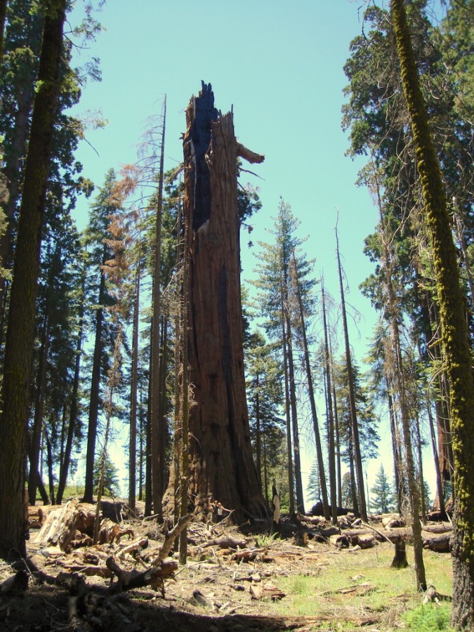 14-sequoia-general-grant-odna-iz-zhemchuzhin-na-territorii-parka-kings-canyon.jpg 14-sequoia-general-grant-odna-iz-zhemchuzhin-na-territorii-parka-kings-canyon.jpg