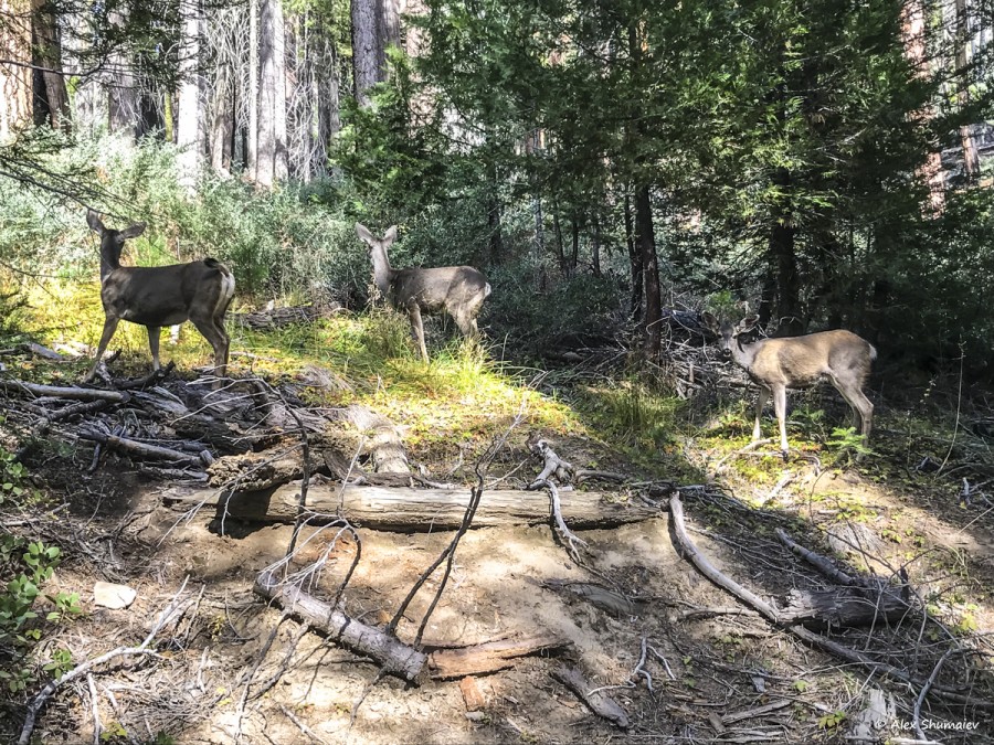 15-puteshestviye-v-stranu-velikanov-500-sekvoy-roshchi-mariposa-v-yosemiti.jpg