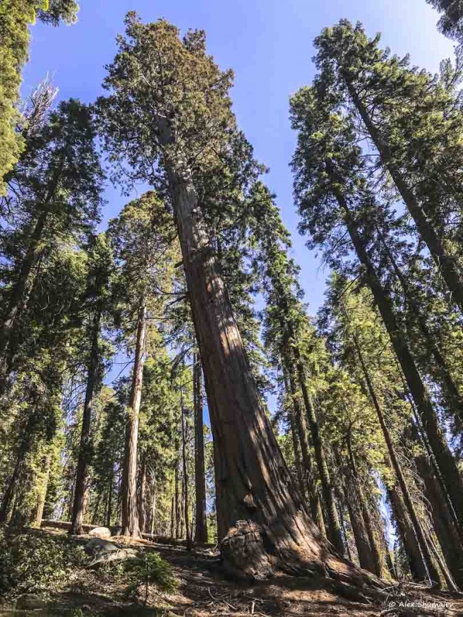 17-gigantskiy-les-sequoia-general-sherman-i-tropa.jpg 17-gigantskiy-les-sequoia-general-sherman-i-tropa.jpg