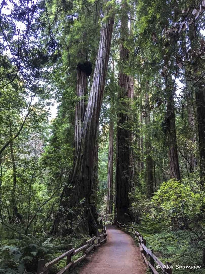 17-muir-woods-skazka-okolo-san-francisco.jpg