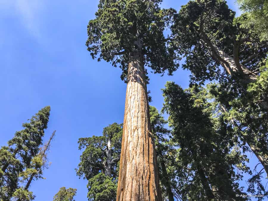 17-sequoia-general-grant-odna-iz-zhemchuzhin-na-territorii-parka-kings-canyon.jpg 17-sequoia-general-grant-odna-iz-zhemchuzhin-na-territorii-parka-kings-canyon.jpg