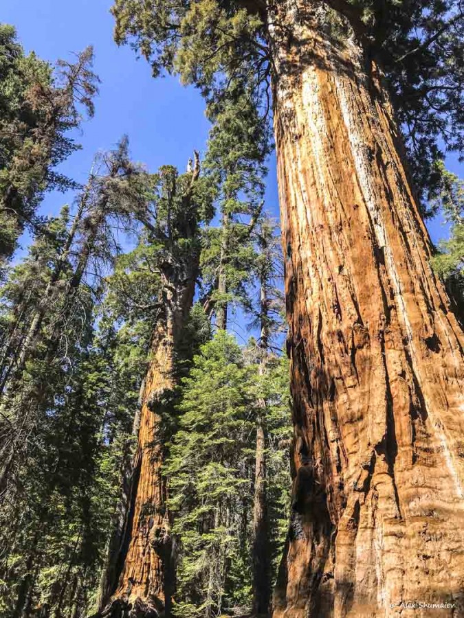 18-gigantskiy-les-sequoia-general-sherman-i-tropa.jpg 18-gigantskiy-les-sequoia-general-sherman-i-tropa.jpg