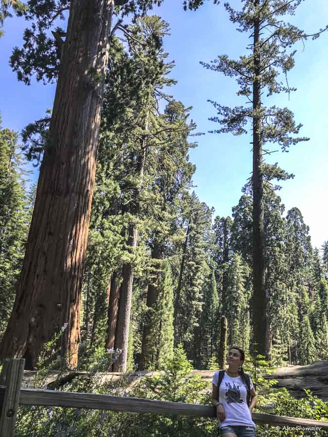 18-sequoia-general-grant-odna-iz-zhemchuzhin-na-territorii-parka-kings-canyon.jpg 18-sequoia-general-grant-odna-iz-zhemchuzhin-na-territorii-parka-kings-canyon.jpg
