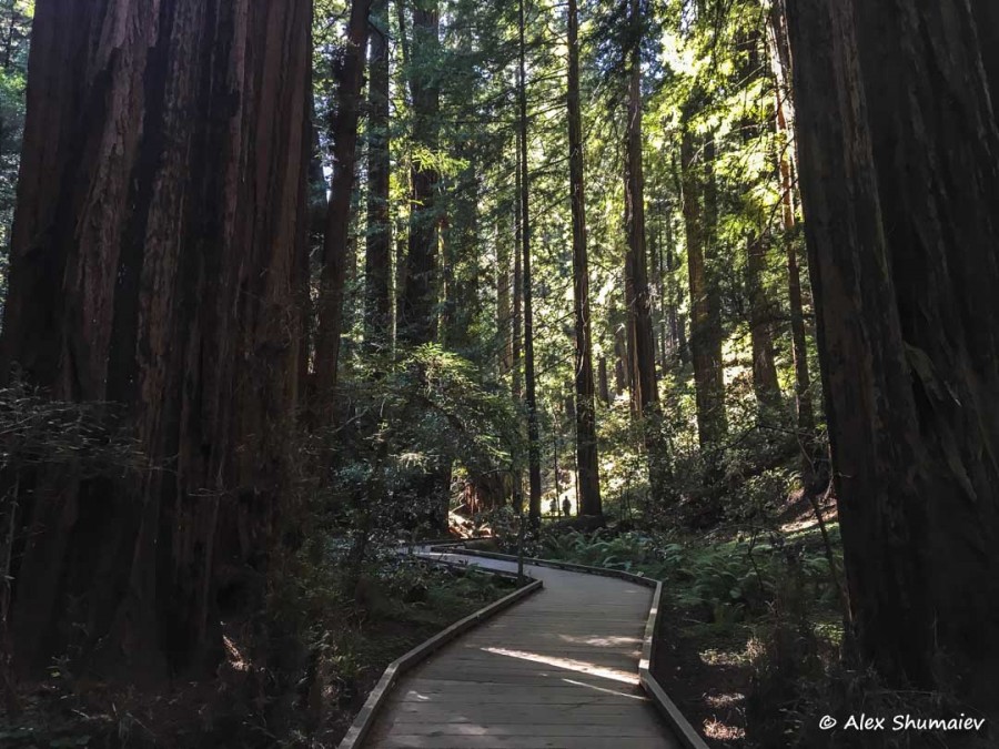 19-muir-woods-skazka-okolo-san-francisco.jpg