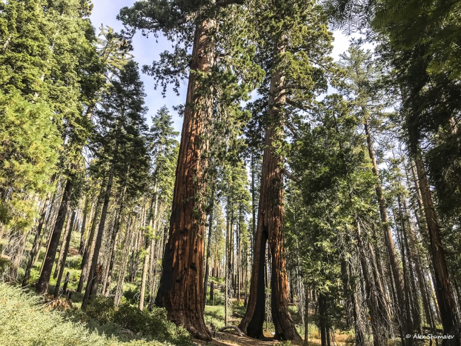 19-puteshestviye-v-stranu-velikanov-500-sekvoy-roshchi-mariposa-v-yosemiti.jpg