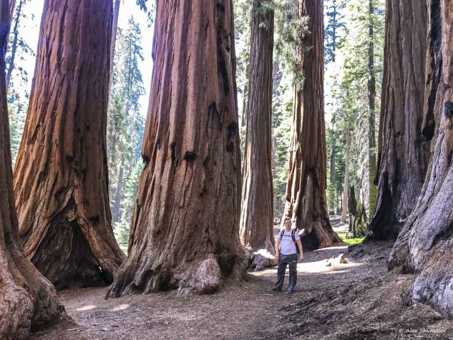 20-gigantskiy-les-sequoia-general-sherman-i-tropa.jpg 20-gigantskiy-les-sequoia-general-sherman-i-tropa.jpg