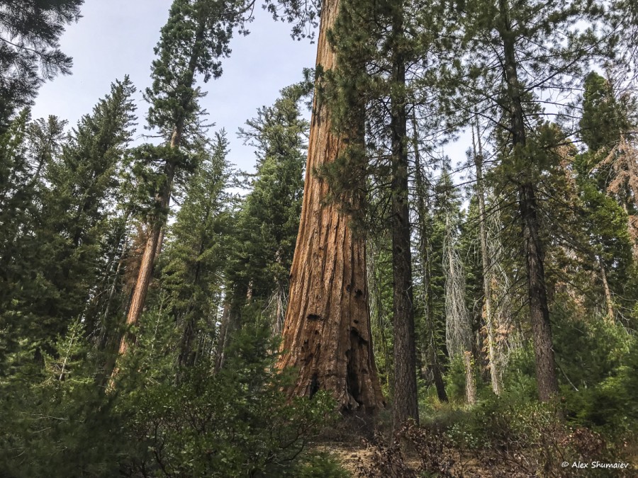 20-puteshestviye-v-stranu-velikanov-500-sekvoy-roshchi-mariposa-v-yosemiti.jpg