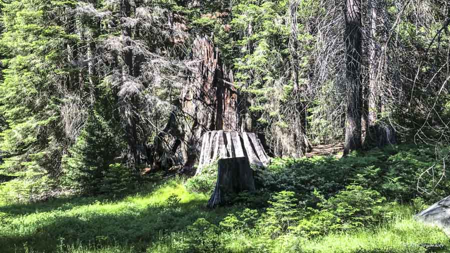 20-tropa-bolshogo-pnya-pamyatnik-chelovecheskomu-vandalizmu-i-zhestokosti-k-prirode.jpg