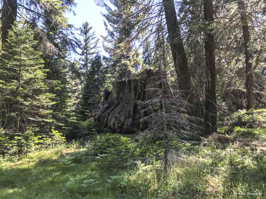 21-tropa-bolshogo-pnya-pamyatnik-chelovecheskomu-vandalizmu-i-zhestokosti-k-prirode.jpg