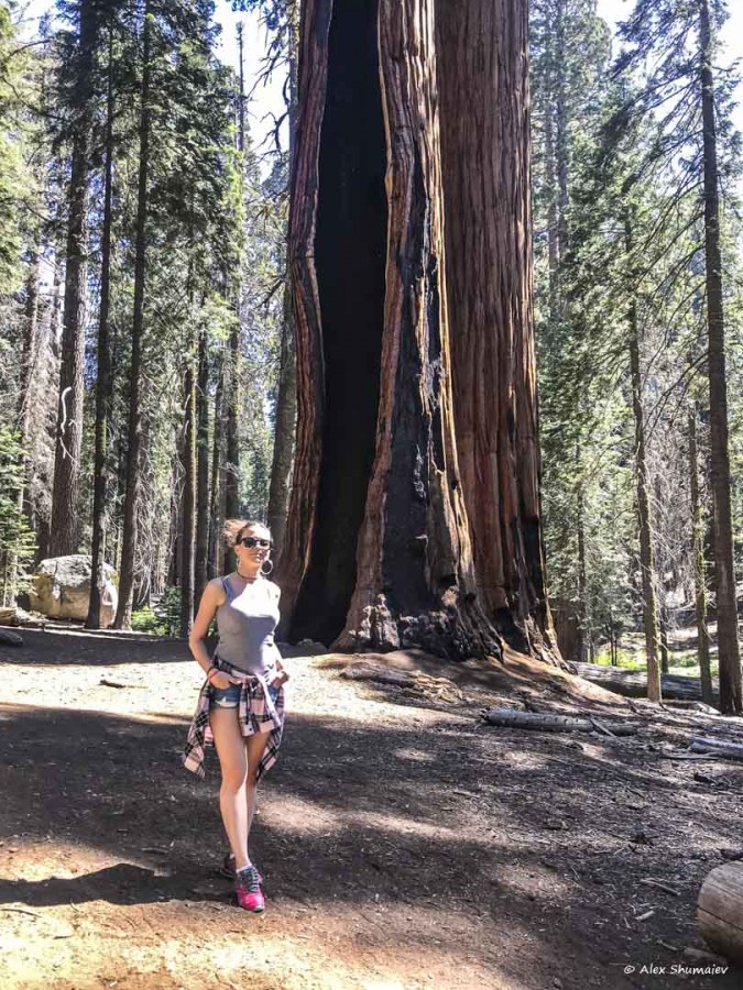 23-gigantskiy-les-sequoia-general-sherman-i-tropa.jpg 23-gigantskiy-les-sequoia-general-sherman-i-tropa.jpg