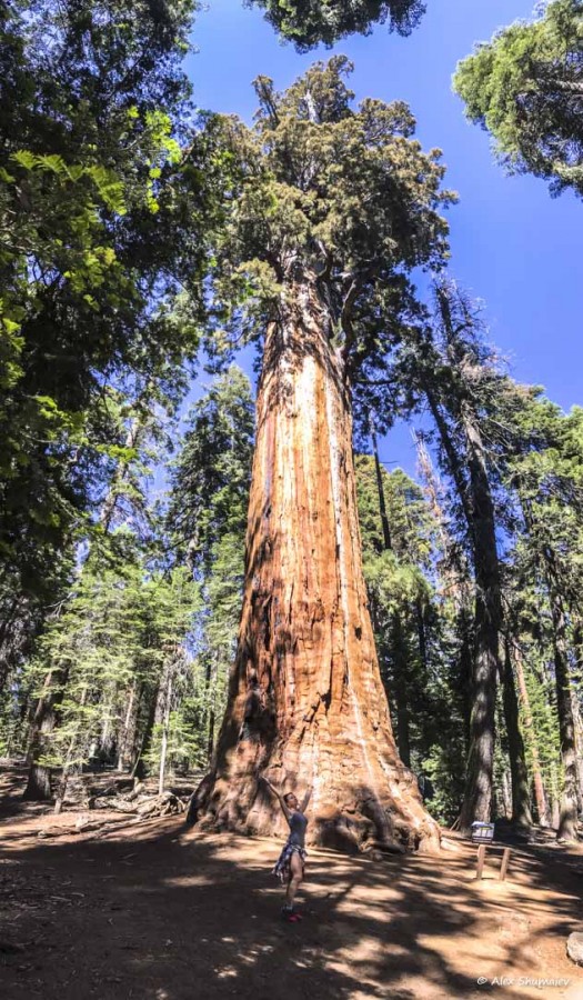 24-gigantskiy-les-sequoia-general-sherman-i-tropa.jpg 24-gigantskiy-les-sequoia-general-sherman-i-tropa.jpg