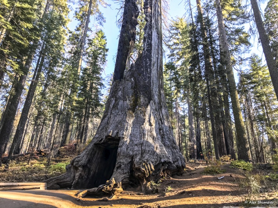24-maloposeshchayemaya-roshcha-sekvoy-v-yosemiti-roshcha-tuolumne.jpg