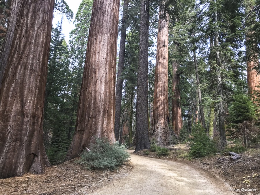 24-puteshestviye-v-stranu-velikanov-500-sekvoy-roshchi-mariposa-v-yosemiti.jpg