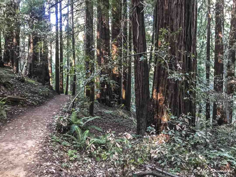 29-muir-woods-skazka-okolo-san-francisco.jpg