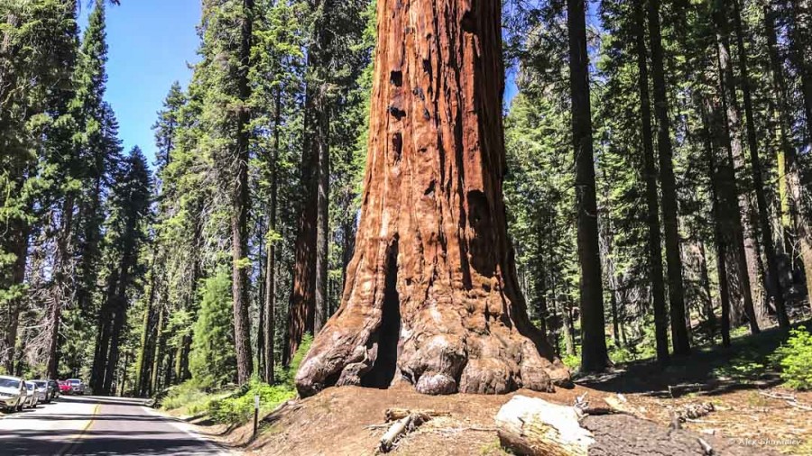 3-gigantskiy-les-sequoia-general-sherman-i-tropa.jpg 3-gigantskiy-les-sequoia-general-sherman-i-tropa.jpg