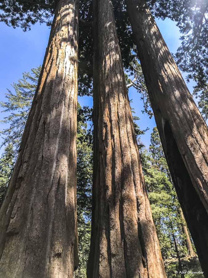 3-sequoia-general-grant-odna-iz-zhemchuzhin-na-territorii-parka-kings-canyon.jpg 3-sequoia-general-grant-odna-iz-zhemchuzhin-na-territorii-parka-kings-canyon.jpg