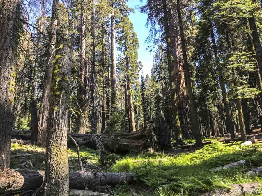 30-gigantskiy-les-sequoia-general-sherman-i-tropa.jpg 30-gigantskiy-les-sequoia-general-sherman-i-tropa.jpg