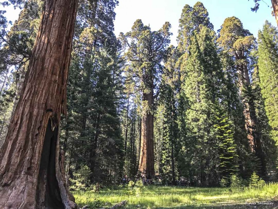 33-gigantskiy-les-sequoia-general-sherman-i-tropa.jpg 33-gigantskiy-les-sequoia-general-sherman-i-tropa.jpg