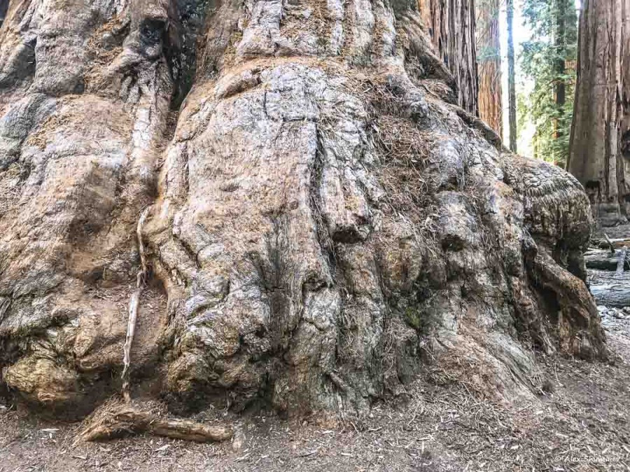 34-gigantskiy-les-sequoia-general-sherman-i-tropa.jpg 34-gigantskiy-les-sequoia-general-sherman-i-tropa.jpg