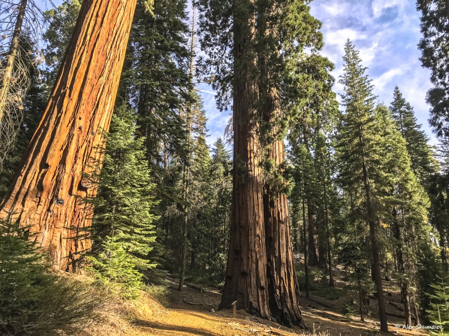 34-puteshestviye-v-stranu-velikanov-500-sekvoy-roshchi-mariposa-v-yosemiti.jpg