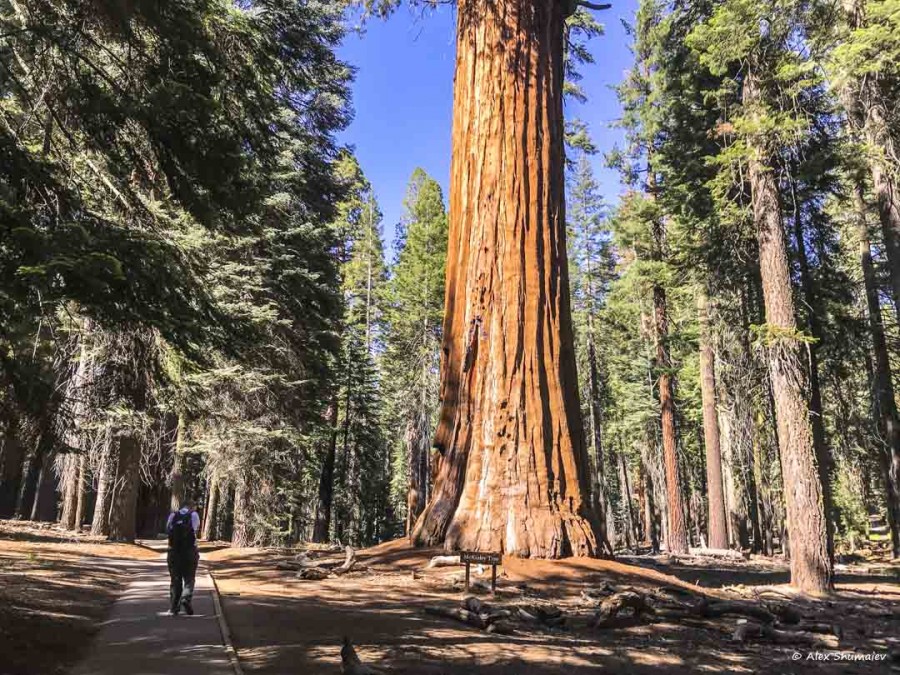 36-gigantskiy-les-sequoia-general-sherman-i-tropa.jpg 36-gigantskiy-les-sequoia-general-sherman-i-tropa.jpg