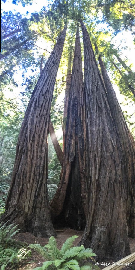 36-muir-woods-skazka-okolo-san-francisco.jpg