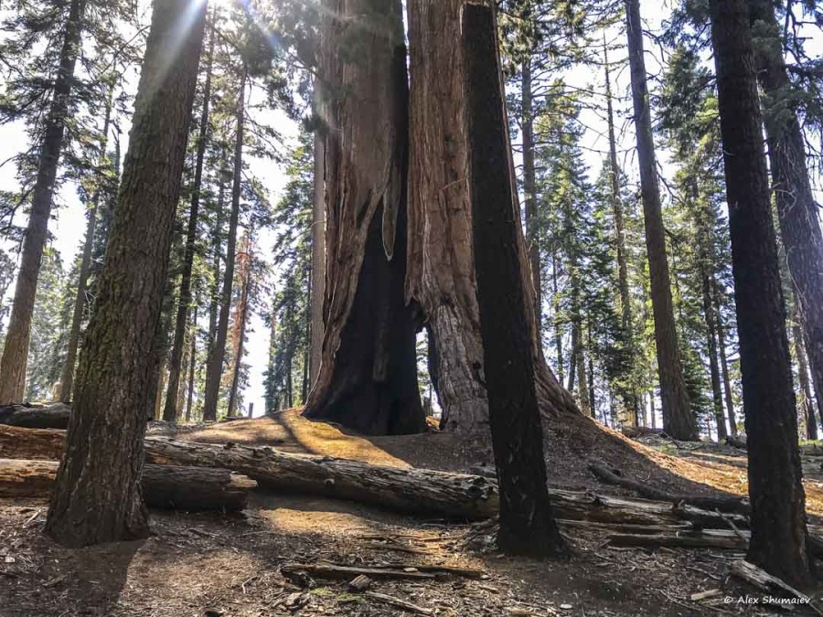 37-gigantskiy-les-sequoia-general-sherman-i-tropa.jpg