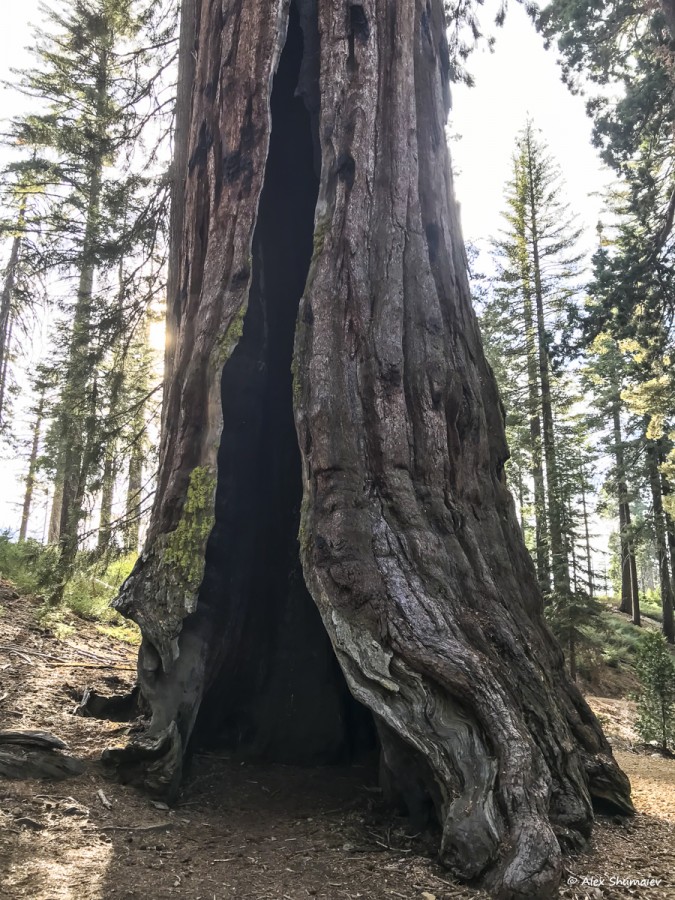 37-puteshestviye-v-stranu-velikanov-500-sekvoy-roshchi-mariposa-v-yosemiti.jpg