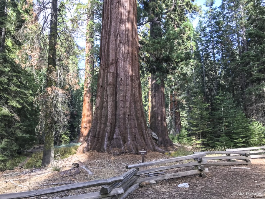 39-puteshestviye-v-stranu-velikanov-500-sekvoy-roshchi-mariposa-v-yosemiti.jpg