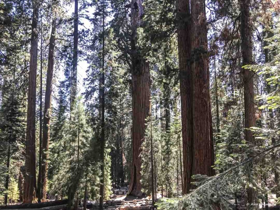 4-gigantskiy-les-sequoia-general-sherman-i-tropa.jpg 4-gigantskiy-les-sequoia-general-sherman-i-tropa.jpg
