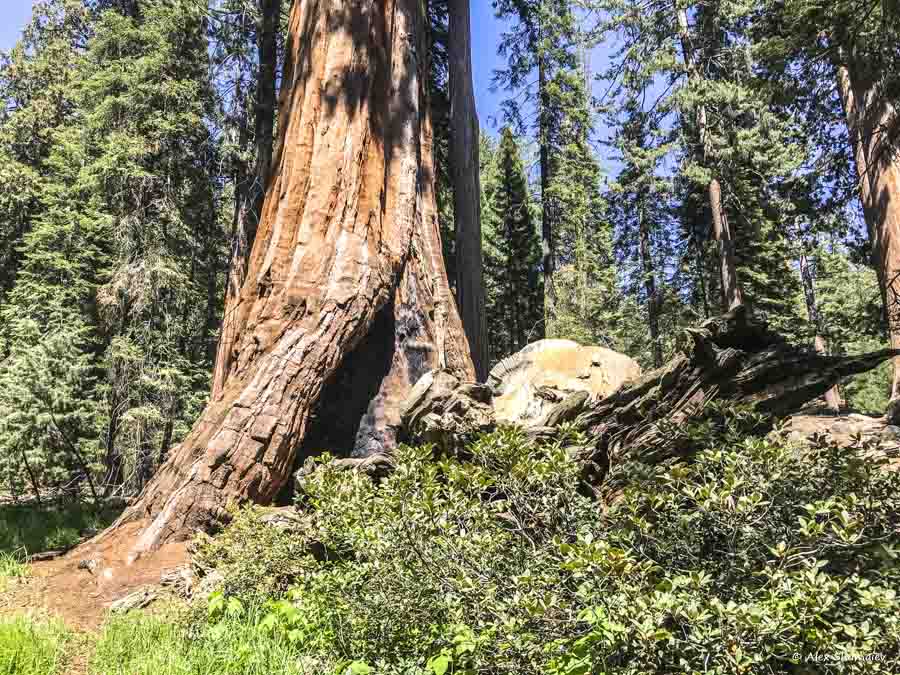 4-sequoia-general-grant-odna-iz-zhemchuzhin-na-territorii-parka-kings-canyon.jpg 4-sequoia-general-grant-odna-iz-zhemchuzhin-na-territorii-parka-kings-canyon.jpg