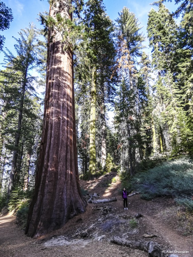 45-puteshestviye-v-stranu-velikanov-500-sekvoy-roshchi-mariposa-v-yosemiti.jpg