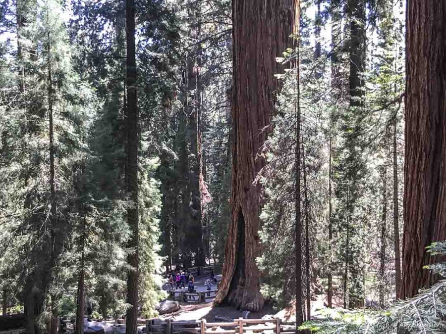 5-gigantskiy-les-sequoia-general-sherman-i-tropa.jpg 5-gigantskiy-les-sequoia-general-sherman-i-tropa.jpg