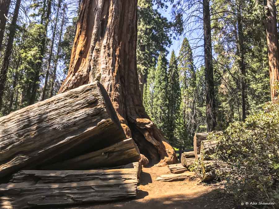 5-sequoia-general-grant-odna-iz-zhemchuzhin-na-territorii-parka-kings-canyon.jpg 5-sequoia-general-grant-odna-iz-zhemchuzhin-na-territorii-parka-kings-canyon.jpg