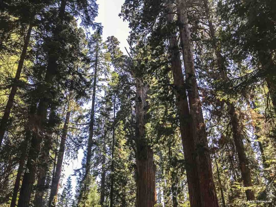 6-gigantskiy-les-sequoia-general-sherman-i-tropa.jpg 6-gigantskiy-les-sequoia-general-sherman-i-tropa.jpg