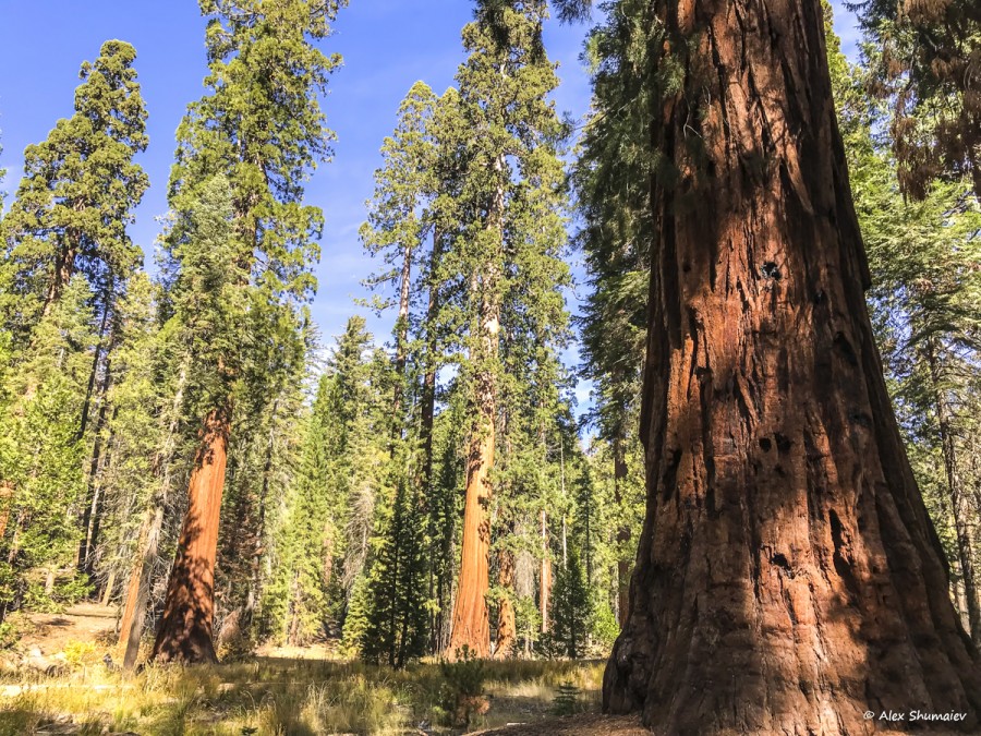 7-puteshestviye-v-stranu-velikanov-500-sekvoy-roshchi-mariposa-v-yosemiti.jpg